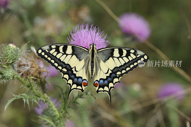燕尾 (Papilio machaon)